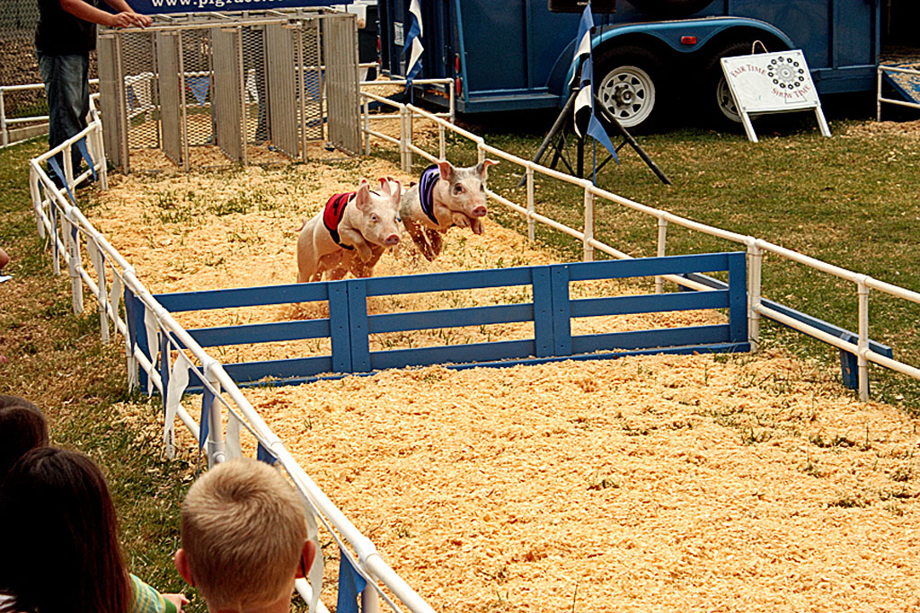 Ventura-County-Fair-07-Racing_Pigs_jump_hurdle.jpg