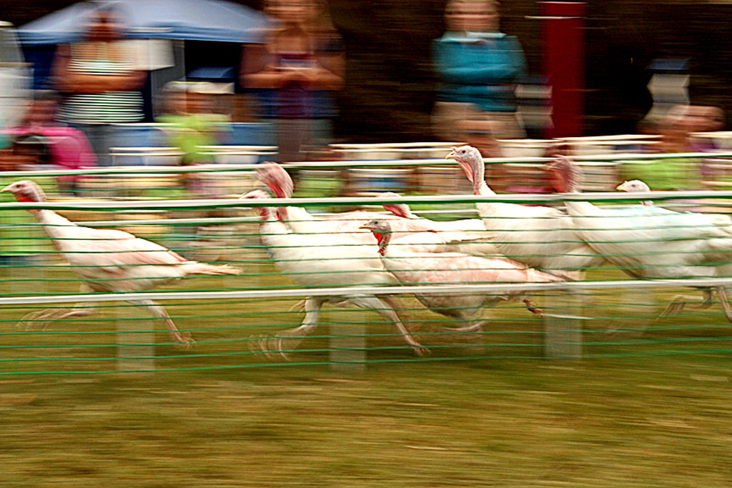 Ventura-County-Fair-08-The_Turkey_Stampede.jpg