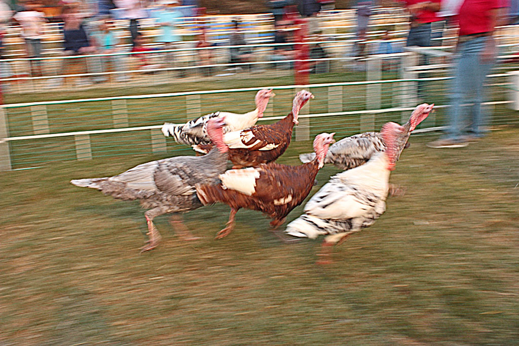 Ventura-County-Fair-09-Stampeding_turkeys.jpg