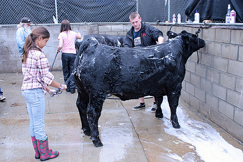 Ventura-County-Fair-18-Kiana_Hope_help_Aaron_prep_Jack.jpg