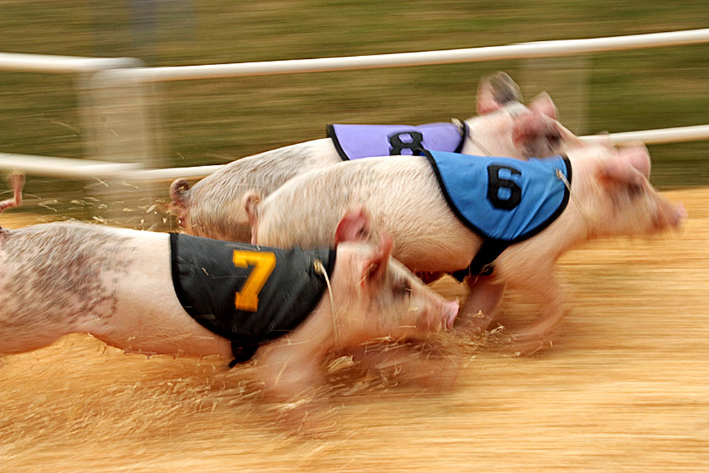 Ventura-County-Fair-19-Speedy_piggies.jpg