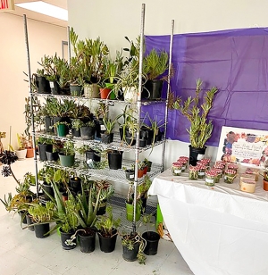The 2026 Fillmore Flower Show has announced the theme of this year’s show which is “A Blooming Good Time”. The show will be held April 24 – 26, at the Fillmore Active Adult Center. Above entries from last year’s show. Full details in article. Photo credit Linda Nunes.