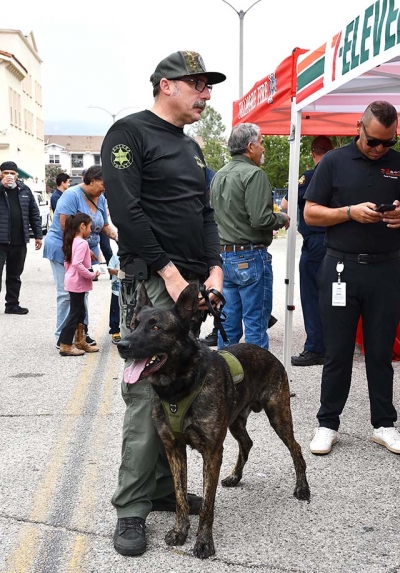The Sheriff’s K-9 Unit was established in May 1986 with one dog and a deputy handler. It has since grown to seven full-time Patrol K-9 Teams. The teams are stationed in Ventura, Fillmore, Ojai, Camarillo, Moorpark, Thousand Oaks, and the remote region in northern Ventura County known as Lockwood Valley. All Patrol K-9 Teams are cross-trained in narcotics detection and are on call 24 hours a day. Photo credit Angel Esquivel.