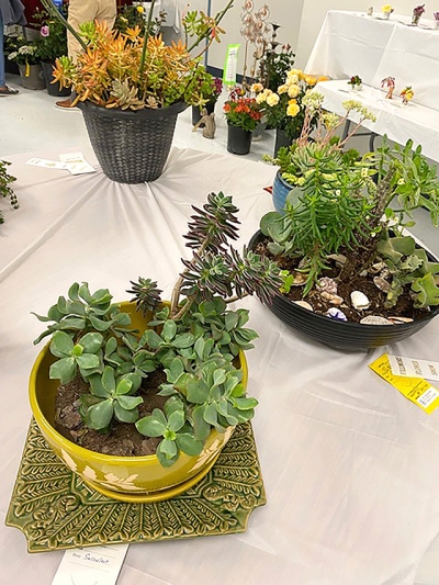 April 25 & 26 will be the 2026 Fillmore Flower Show. This year’s theme is “A Blooming Good Time”. Locals are invited to participate or to come out and enjoy the show. Above are entries from a previous show. Photo credit Linda Nunes.