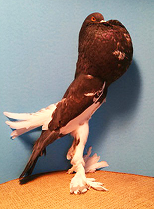 Pictured above is a Frank Barrachina English Pouter. Courtesy Fillmore Historical Museum