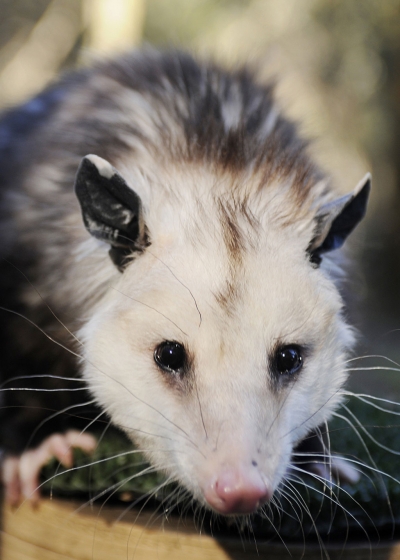 Opossum (colloquially Possum)