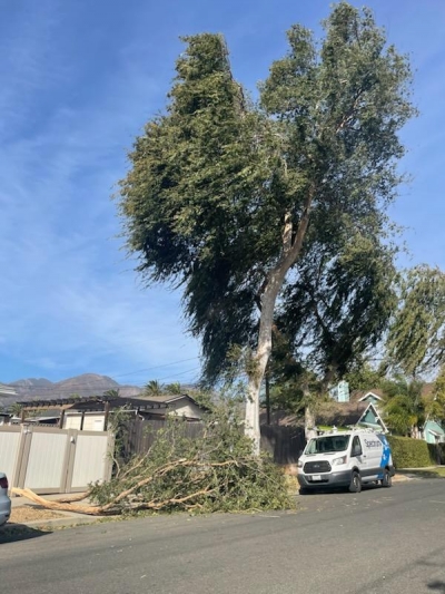 On Tuesday morning, November 6, the Santa Ana winds kicked up and started early with gusty winds expecting to be 30mph-55mph. A fallen tree branch was spotted off of 3rd Street & Mountain View. Due to the high winds Ventura County is on a Red Flag Warning until Friday. Photo credit Angel Esquivel.