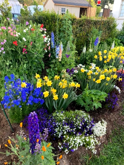 Close up of some of the many flowers blooming in Alumni Park this year.