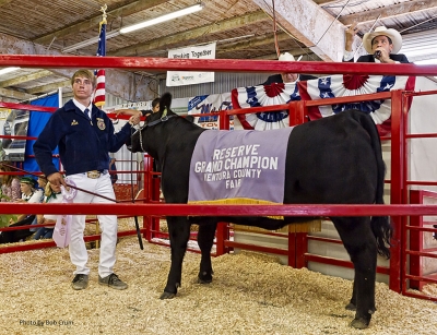 Micah Chumley, 16, Fillmore FFA, stands with âKevinâ replacement heifer who also won Reserve Grand
Champion at the Ventura County Fair. Several Fillmore kids participated in this yearâs auction.