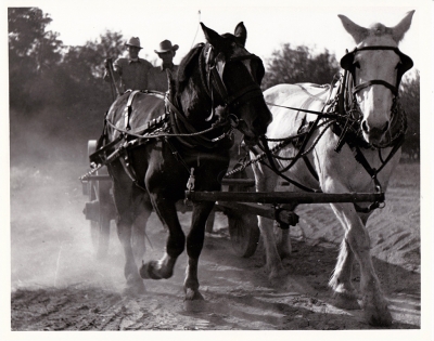Working team of horses, Rancho Sespe, 1920s.
