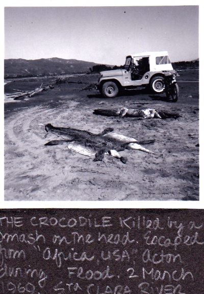 1969 March 2 dead crocodiles. 