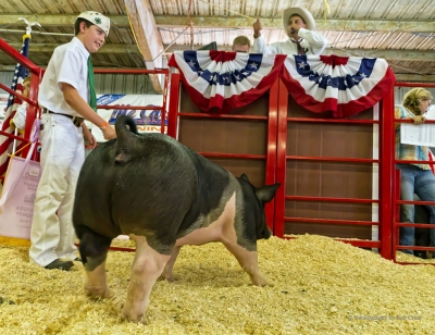 Chase Bowens with Katniss, Reserve Grand Champion Market Swine.