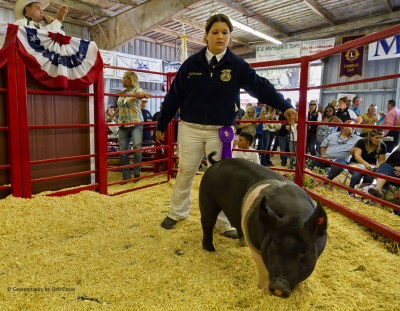 Alexis Rodriguez with Sweet Cheeks, FFA Champion Market Swine.
