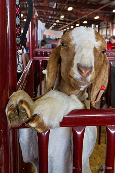 A friendly goat poses.