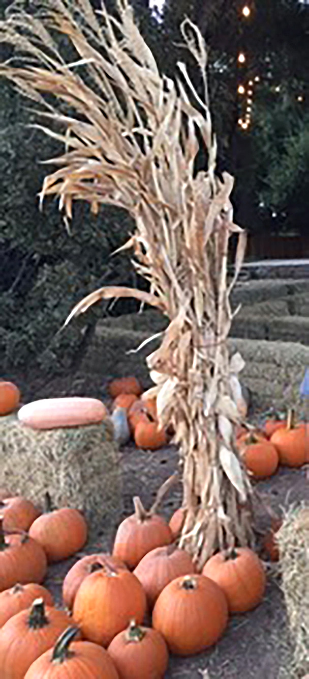 By Linda Nunes
Just a friendly, EARLY, reminder to get your Fall Harvest/Halloween decorating done, so you will be ready for Civic Pride Volunteers to make their winning selection on October 18 & 19. The article should be in the Fillmore Gazette & “What’s Happening…” (Facebook) on October 23rd with honorable mentions, so you can tour around to see the displays. 
If you see a great display before the selection date, please text Linda Nunes at 805-302-7527 or email to lsnunes1411@gmail.com & we will check it out.