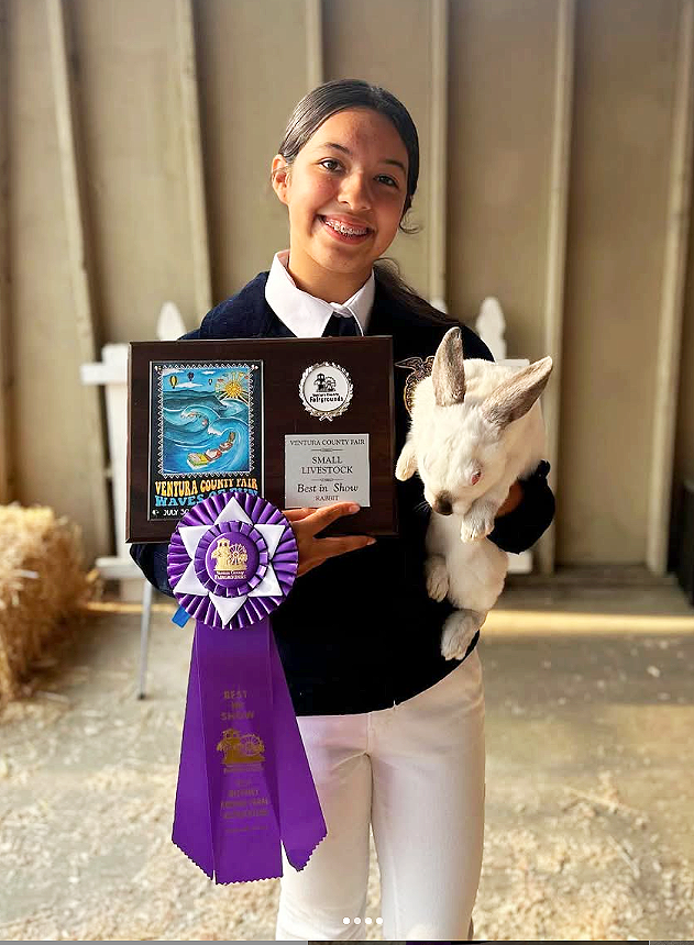 Small Livestock Sweep! Congratulations to Alejandra Robles our Grand Champion Market Rabbit Pen, FFA Market Rabbit Champion and Novice Showman Champion. And to Lexie Gonzalez our FFA Reserve Champion Market Rabbit Pen. Aldo, Anne Cabrales our Senior and Overall Champion Rabbit Showman!