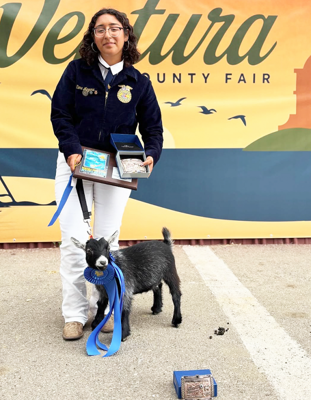 Congratulations Elena!! Elena Magana won BIG with her pygmy goat at the Fair, taking both Grand Champion Pygmy Goat and Champion Showman. She rounded off her big wins with a fiesta! in the costume contest!