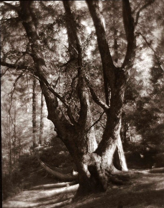 "Black Oak” photograph, by Jim Fitzgerald.