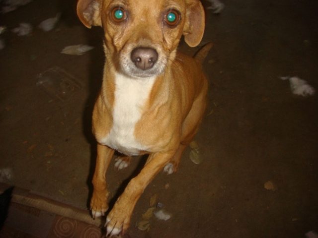 Found: Small female fawn-colored chihuahua on Superbowl Sunday, near C Street in Fillmore. She is well-fed, weighs about 10 pounds or so, has white on chest and some white on paws. Call (805) 218-8517 if you think this is your missing dog! She is an escape artist and tries to run out the door every chance she has. Some family must be missing this little sweet dog. She is adorable.