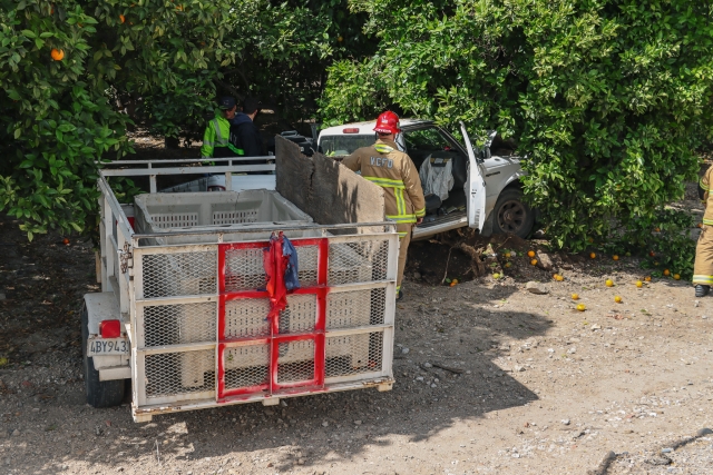 On Tuesday, May 13th, at 9:57 a.m., the Ventura County Fire Department, AMR Paramedics, and California Highway Patrol were on-scene investigating a truck that crashed into the orchards on westbound SR126, just east of the Fillmore Fish Hatchery. While firefighters were in route, one patient was reported to be trapped. Arriving firefighters discovered a single truck with a trailer attached crashed into an orange tree. Two ambulances were dispatched to the scene, and two patients were transported to a local hospital, condition unknown. Photo credit Angel Esquivel.
