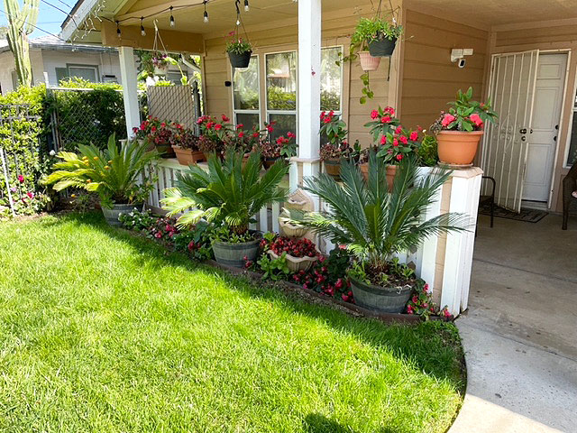 The Fillmore Civic Pride volunteers have announced May 2025 Yard of the Month winners to be the Rincon family. Above are the potted Crown of Thorns plants with Sago Palms & Begonias. Pictured below, daughters of Andres Rincon, Andrea & Aimee Rincon, show off their beautiful yard at 436 Second Street. Photo credit Linda Nunes.