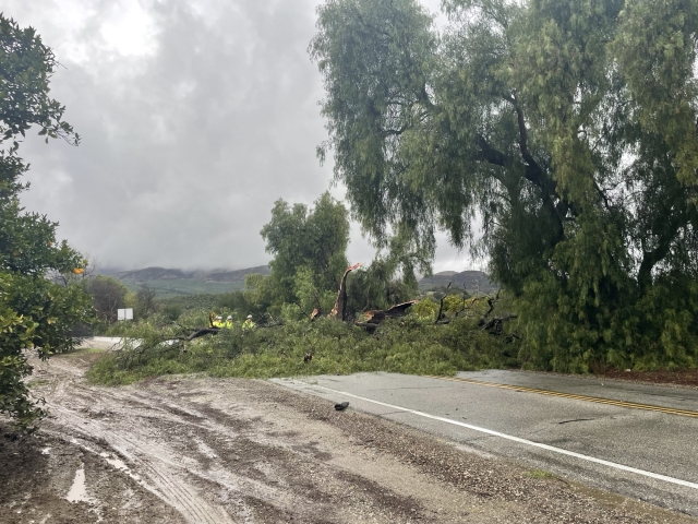 On Thursday, February 13th, at 3:50 p.m., Ventura County Fire Department and California Highway Patrol were dispatched to two trees down on Old Telegraph Road at Cliff Avenue. Ventura County Fire hand crews arrived on-scene with chainsaws. CHP shut the roadway down for over an hour until it was cleared. Photo credit Angel Esquivel.