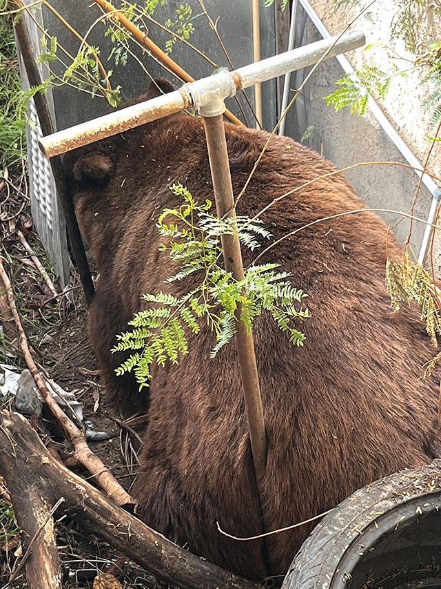On Monday and Tuesday, March 30-31, a large bear was reported in the 800 block of Blaine Street in North Fillmore. On Wednesday April 1, the same bear was spotted at the 800 block of Fourth Street and was roaming between Fourth and Edison Lane. Once police arrived, onlookers taking videos and photos were cleared from the area. KTLA5 News was on-scene along with multiple helicopters surveilling the area during capture. Fish & Game arrived about 10am and by 2:30pm the bear had been tranquilized and captured from under an RV. He also appeared to have a broken jaw and was transported out of the area. Photo credit Angel Esquivel.