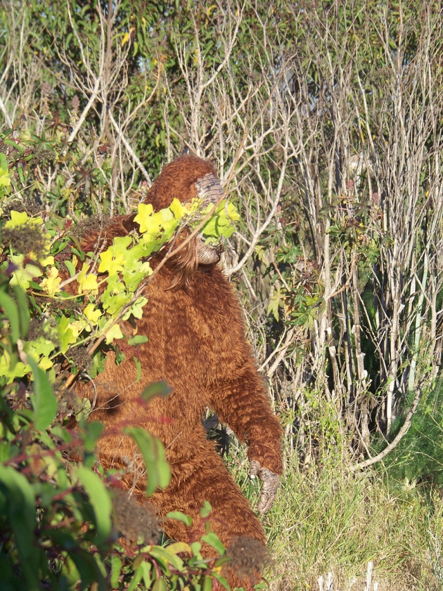 Big foot was spotted in the brush along the river in Fillmore.
