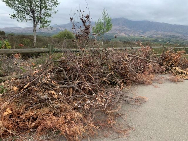 Some of the dead shrubs waiting to be mulched.