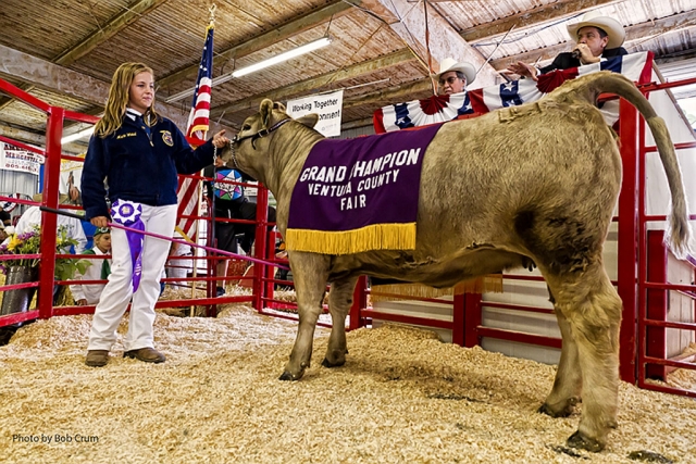 Macie Wokal 14, Fillmore FFA, stands with her replacement Heifer âLittle Bo Peepâ. Wokalâs And Macieâs heifer was awarded FFA Grand Champion Replacement Heifer.