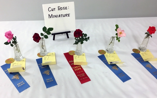 Cut Rose Miniature entries and winners from a previous Fillmore Flower Show.