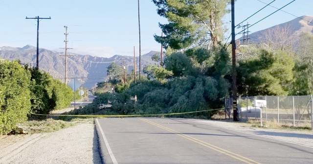 On Wednesday morning, January 20th Grand Avenue in the Fillmore was blocked off by a large tree taken down by the powerful Santa Ana winds.