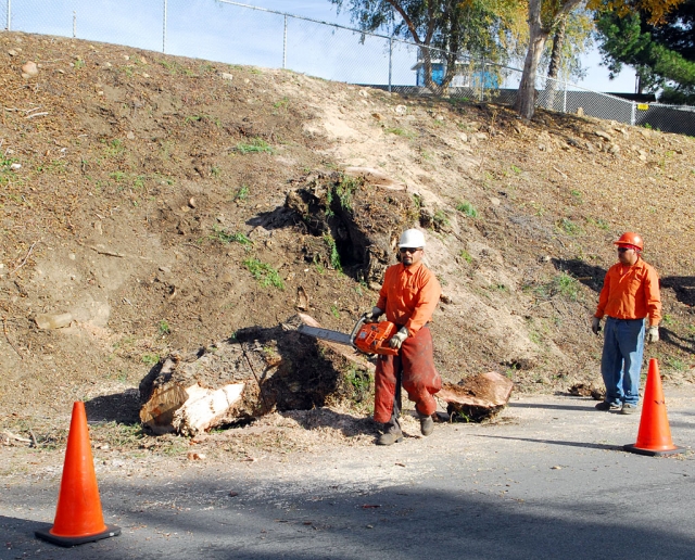 An old Peppertree on A Street was removed this week due to rot.