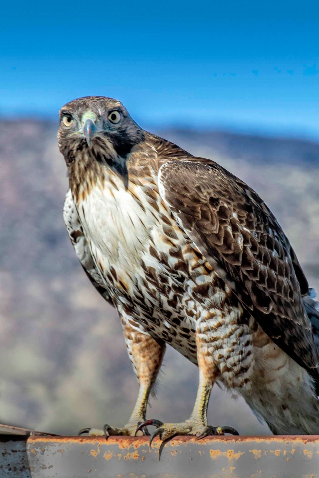 Photo of the Week: "Cooper hawk made a surprising appearance" by Bob Crum. Photo data: Canon 7DMKII camera, manual mode, Tamron 16-300mm lens @300mm, exposure ISO 160, aperture f/11, shutter speed 1/250th of a second.