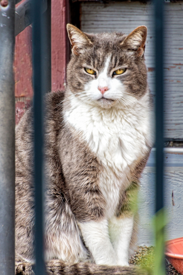 Photo of the Week: "Rascal waiting for supper under a table" by Bob Crum. Photo data: Canon 7D MKII camera, manual mode, Tamron 16-300mm lens @ 238mm. Exposure; ISO 160, aperture f/6.3, shutter 1/200 sec.