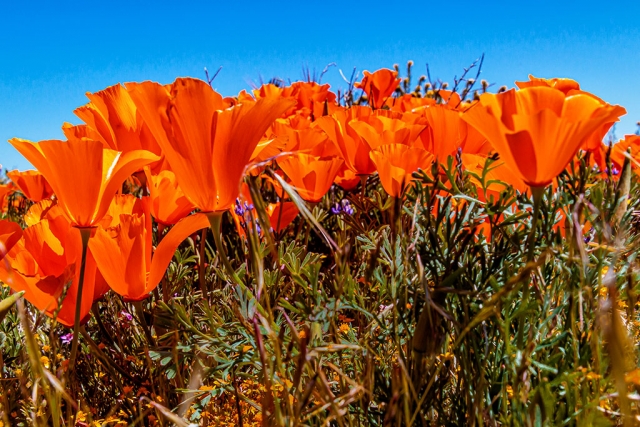 Photo of the Week: "Gorgeous California poppies (Eschscholzia californica)" by Bob Crum. Photo data: Canon 7DMKII, manual mode, Tamron 16-300mm lens @24mm with polarizing filter. Exposure; ISO 400, aperture f/11, 1/200 sec shutter speed.