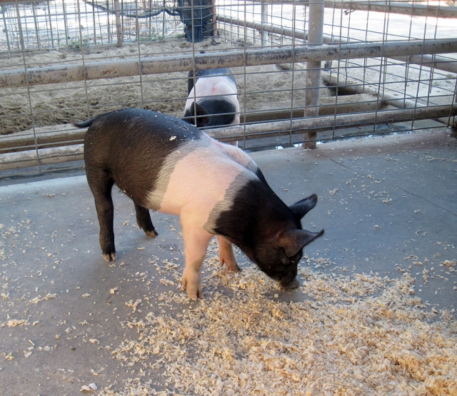 Wow! How the piglets have grown!