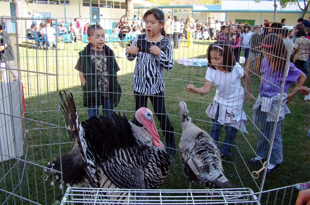 Third grade students at San Cayetano host their yearly celebration of Plymouth Plantation for the whole school. Students rotate through various activities from that time period. The turkeys pictured (with San Cayetano students) come back to visit us each year for the Plantation event. They are owned by Timmy Klittich and family.