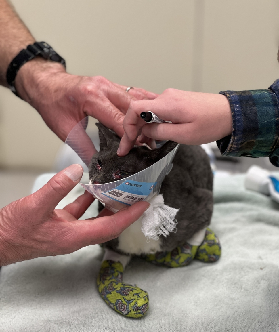 Pictured above is Phoenix, the burned cat who was adopted on Saturday. Photos provided by Randy Friedman.