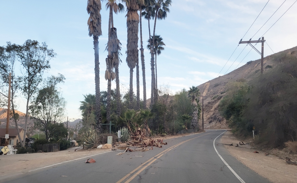 On Wednesday, January 8, 2025, overnight high winds reached 50-80mph throughout Fillmore causing debris to be left in the roadways around town. Above are some Palm tree branches which fell in North Fillmore. Photo credit Gazette staff.