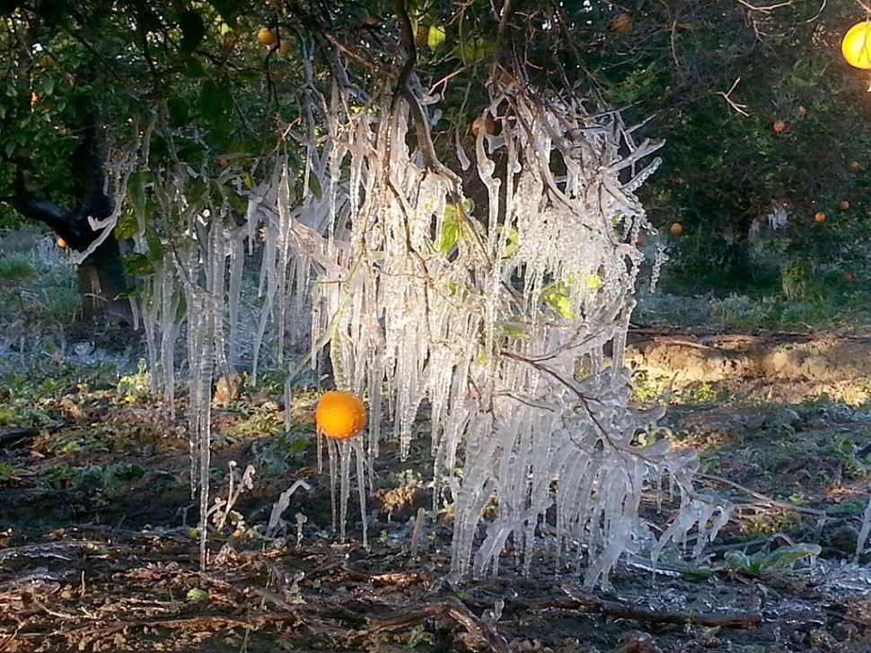 A winter freeze hit much of the Ventura County over the New Year’s weekend, including Fillmore orchards. This orange tree on Grand Avenue show the extent of the damage. A Frost Advisory was announced Thursday, January 1st for 1:00am to 9:00am. Temperatures dipped into the 30s, as snow fell in Ventura’s backcountry. The National Weather Service reported, “With clear skies, light winds, and a cold, dry airmass still in polace, another cold night and morning is on tap for tonight into Friday morning.” Hard freeze warnings were issued “conditions will kill unprotected crops and sensitive vegetation.” Photo Courtesy Fechtner Farm.