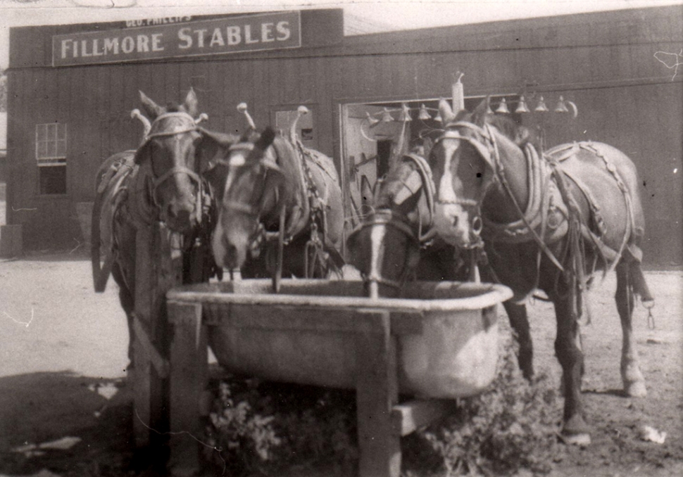 Horse team being watered outside Fillmore Stables circa 1900.