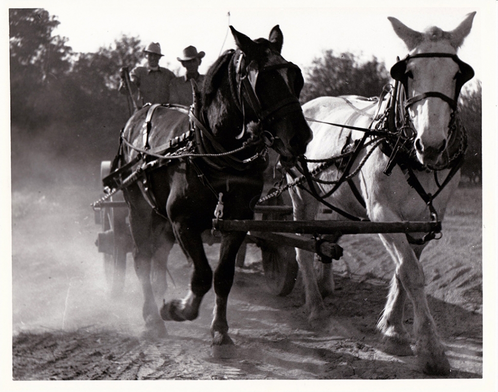 Working team of horses, Rancho Sespe, 1920s.