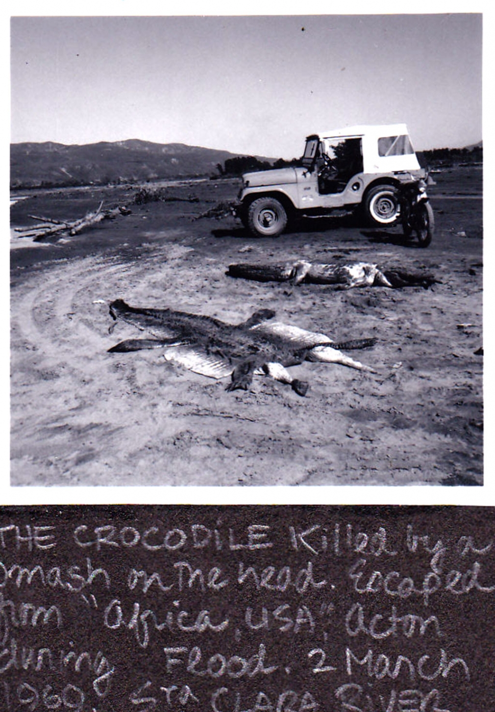 1969 March 2 dead crocodiles.