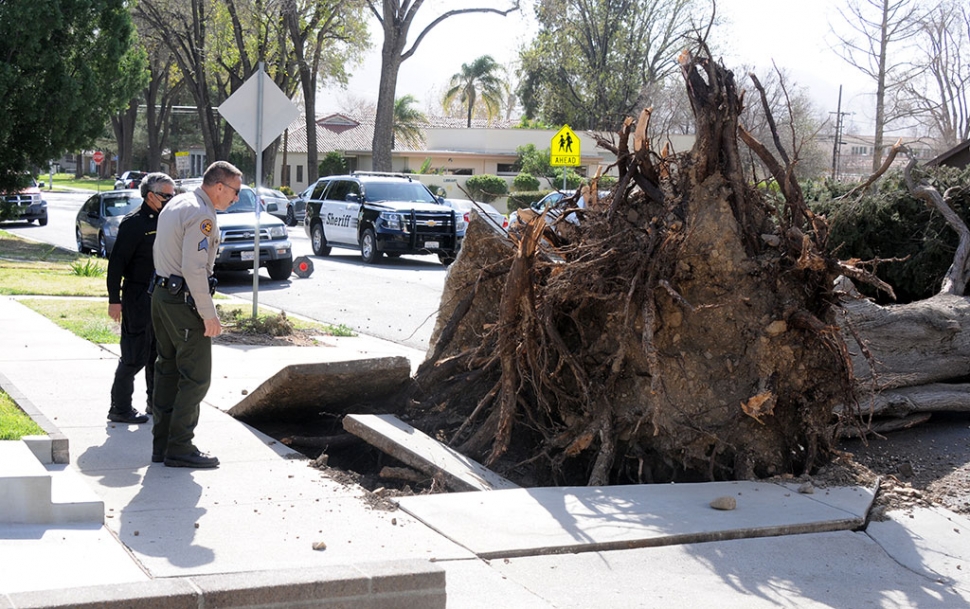 Tuesday afternoon, January 19th, Fillmore Fire and Police blocked off Central Avenue between 2nd and 3rd Street when the Santa Ana’s topple an 85-foot tree, blocking the road from curb to curb. The tree’s roots broke through the sidewalk in the 35-50 mph gusts. Fortunately, no injuries or damages other than the sidewalk were reported at the scene.