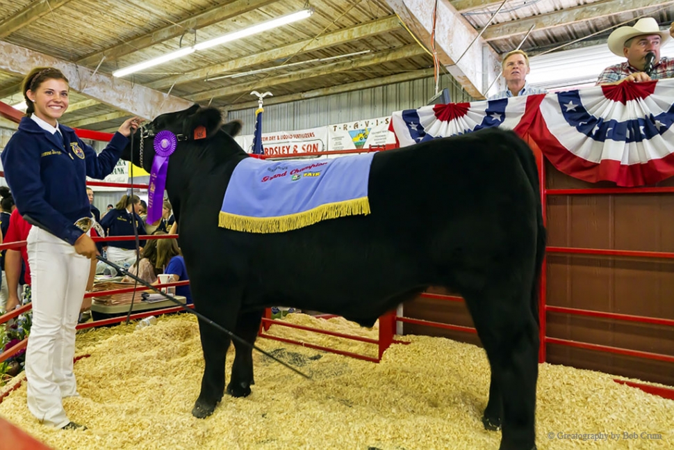 Breanna Berrington with Mr. Armani, FFA Reserve Grand Champion Market Steer.