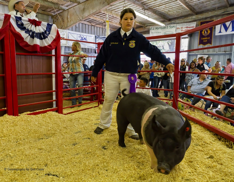 Alexis Rodriguez with Sweet Cheeks, FFA Champion Market Swine.