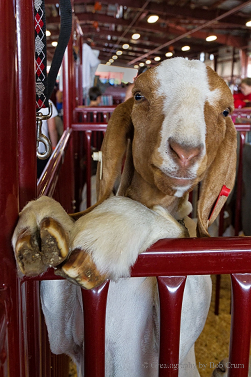 A friendly goat poses.